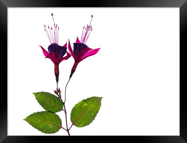 Fuchsia in Purple Framed Print by David Jeffery