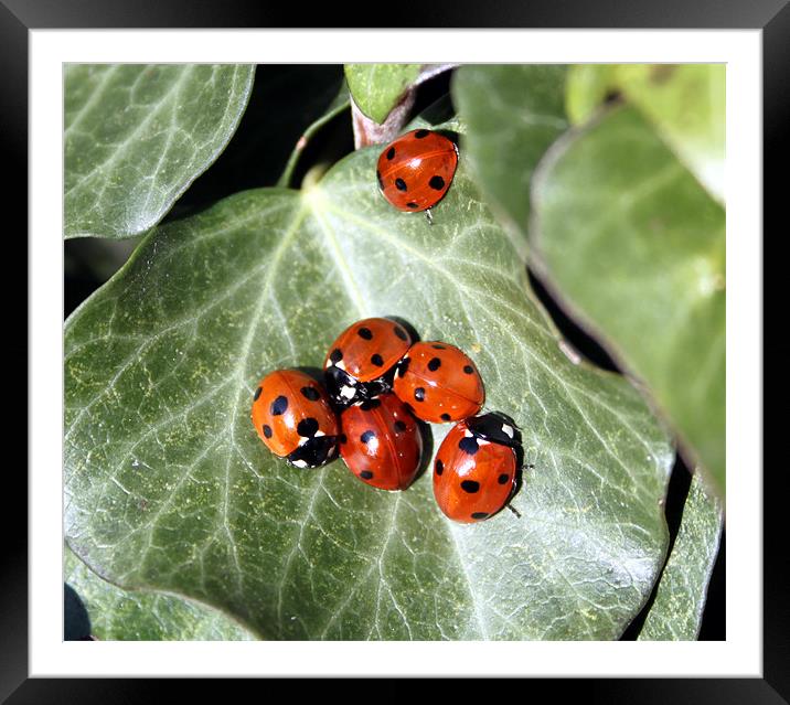 Ladybirds Framed Mounted Print by mark philpott