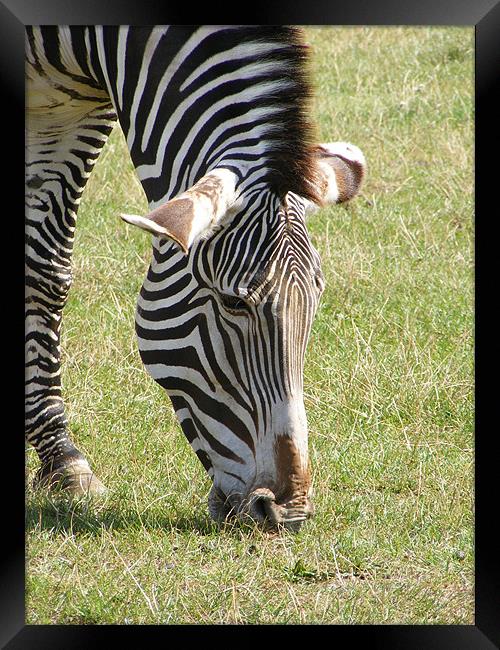 zebra Framed Print by mark philpott