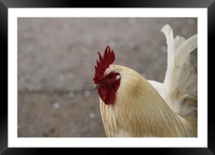 lovely rooster Framed Mounted Print by mark philpott
