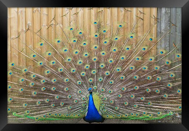 peacock display Framed Print by mark philpott