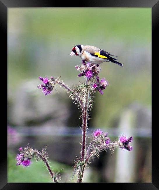 goldfinch and thistle Framed Print by mark philpott