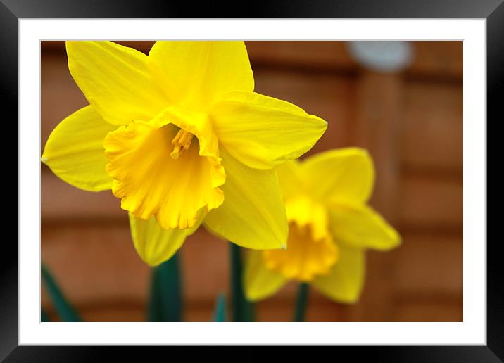  daffodil Framed Mounted Print by mark philpott
