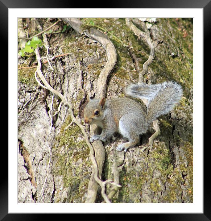  Grey Squirrel Framed Mounted Print by mark philpott