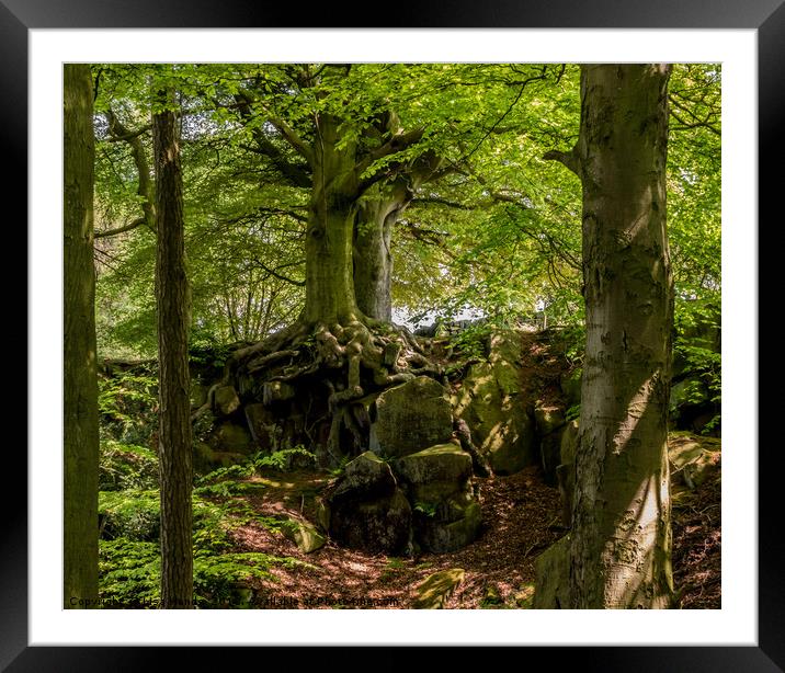 Wood on Riber Hill, Matlock, Derbyshire Framed Mounted Print by Lisa Hands