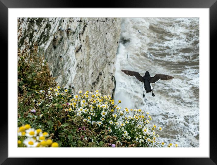 Bempton Cliffs, near Filey - Where to land? Framed Mounted Print by Lisa Hands