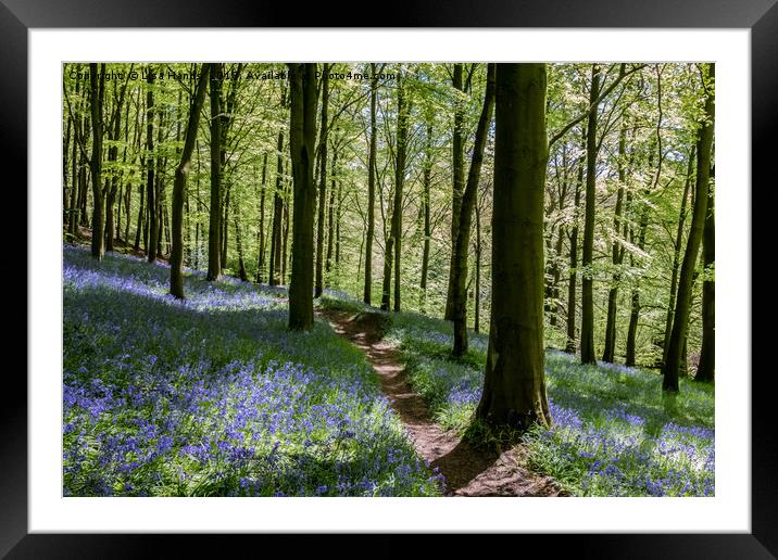 Bluebell Wood, Moss Valley 2 Framed Mounted Print by Lisa Hands