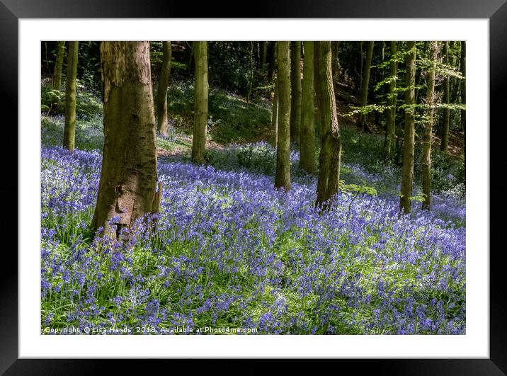 Bluebell Wood, Moss Valley 4 Framed Mounted Print by Lisa Hands