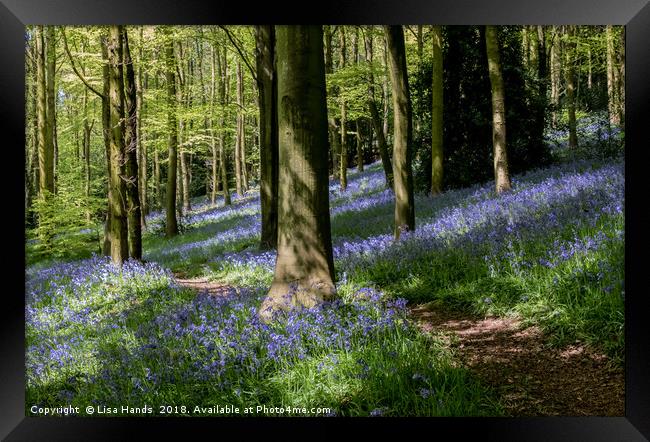 Bluebell Wood, Moss Valley 5 Framed Print by Lisa Hands