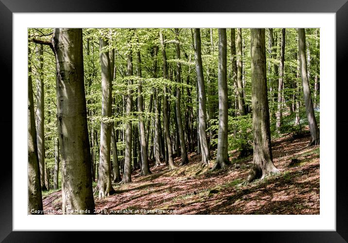 Beech Wood, Moss Valley, Derbyshire Framed Mounted Print by Lisa Hands