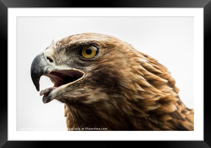 Steppe Eagle Framed Mounted Print by Lisa Hands