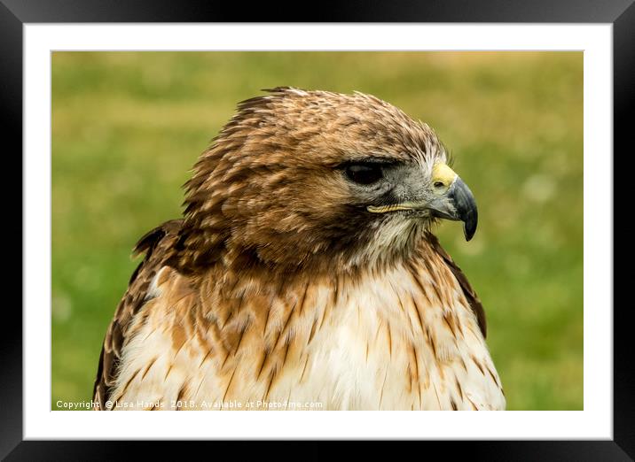 Red Tailed Hawk Framed Mounted Print by Lisa Hands