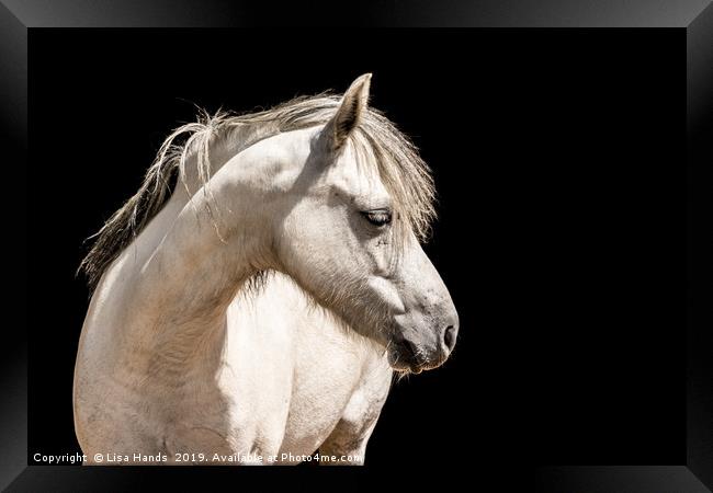White Pony Framed Print by Lisa Hands