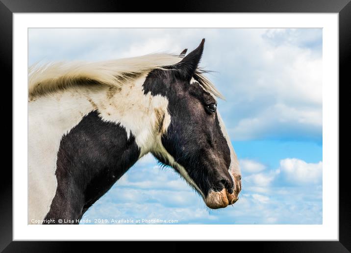 Piebald Horse Framed Mounted Print by Lisa Hands