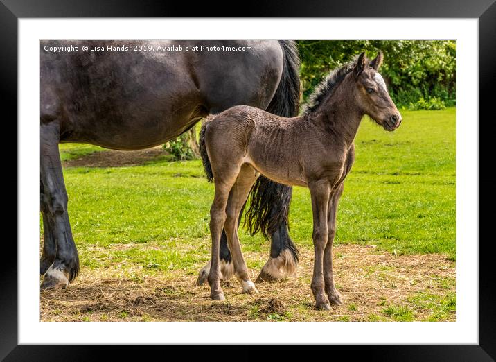 Long Legs Framed Mounted Print by Lisa Hands