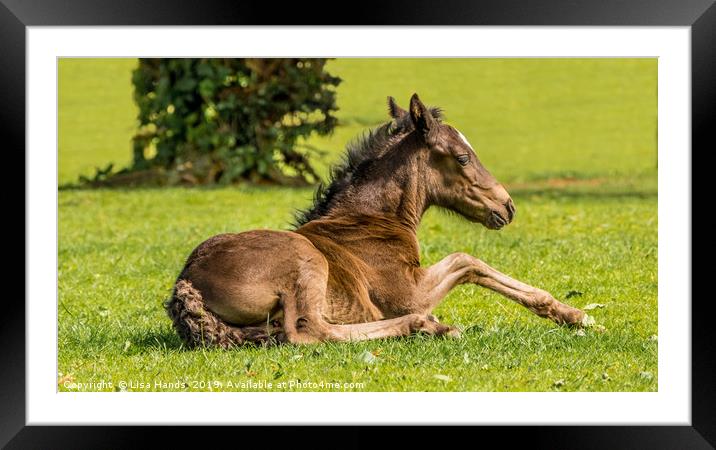 Resting Framed Mounted Print by Lisa Hands