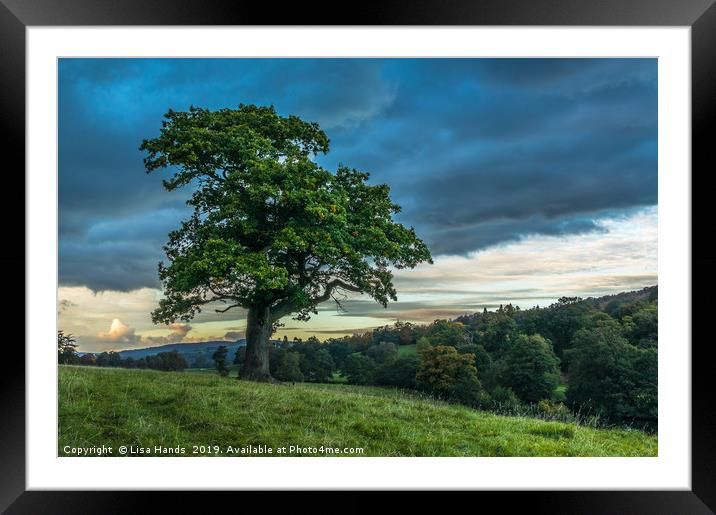 The Oak Tree Framed Mounted Print by Lisa Hands