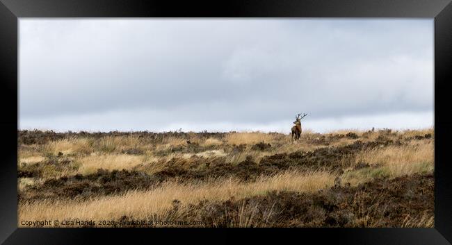 Lone Stag 1 Framed Print by Lisa Hands