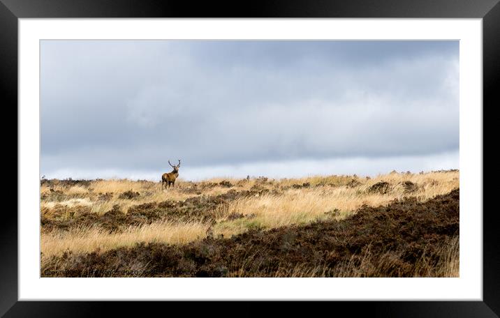 Lone Stag 2 Framed Mounted Print by Lisa Hands