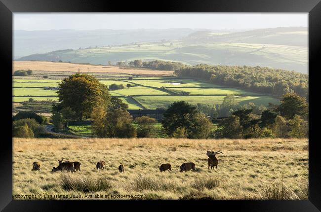 The Golden Hour 2 Framed Print by Lisa Hands