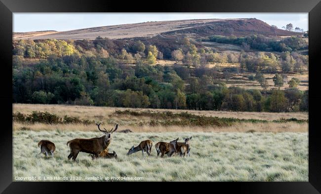 White Edge Red Deer Framed Print by Lisa Hands