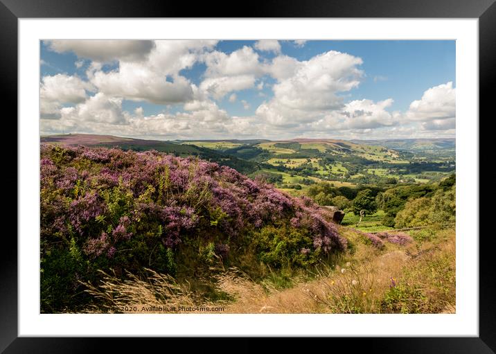 Heather overlooking Hathersage Framed Mounted Print by Lisa Hands