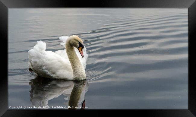 The Swan Framed Print by Lisa Hands