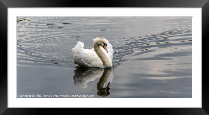 The Swan - 2 Framed Mounted Print by Lisa Hands