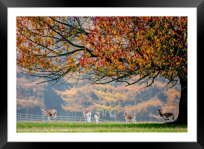 Autumn Herd Framed Mounted Print by Lisa Hands