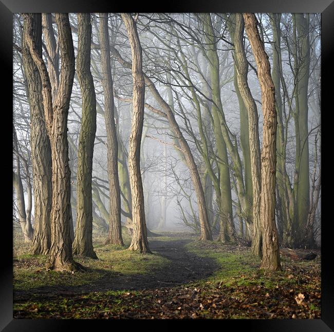 Misty Path  Framed Print by Ray Tickle