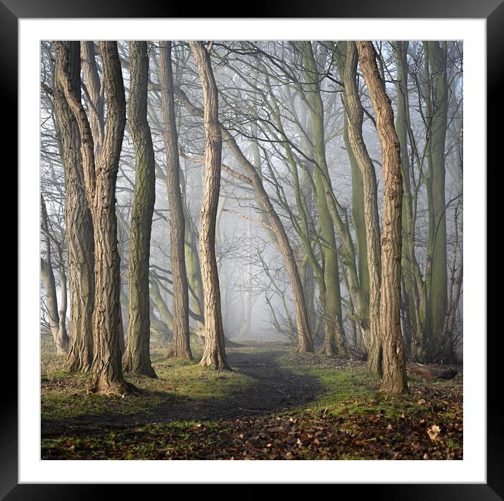 Misty Path  Framed Mounted Print by Ray Tickle