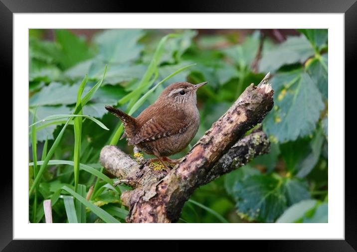 Wren Framed Mounted Print by Pam Parsons