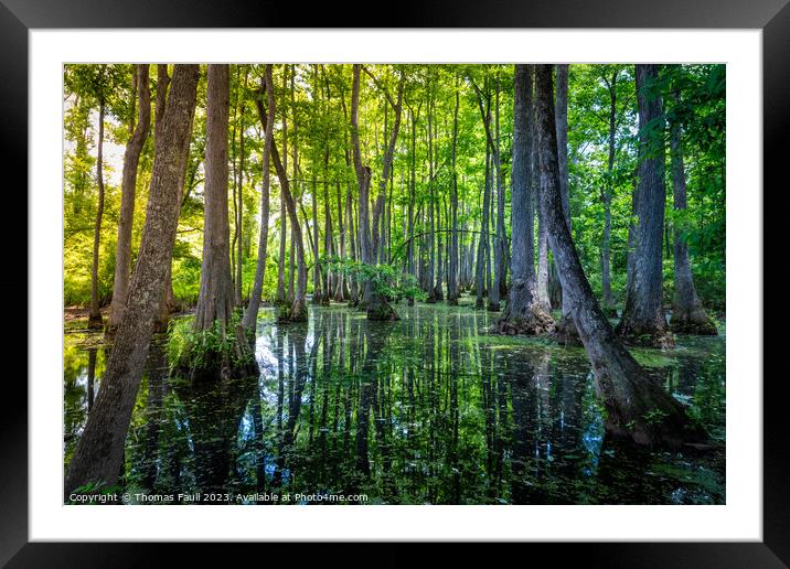 Louisiana Swamp Framed Mounted Print by Thomas Faull