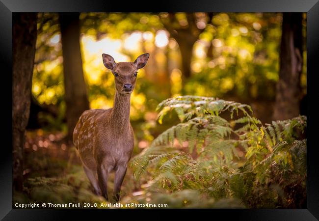 Young deer in forest glade Framed Print by Thomas Faull