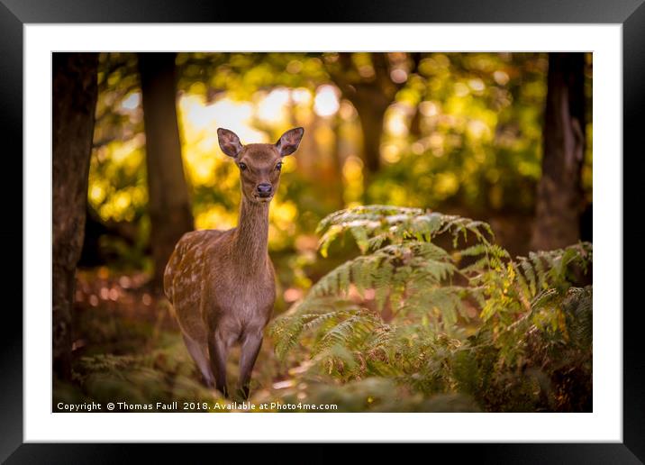 Young deer in forest glade Framed Mounted Print by Thomas Faull