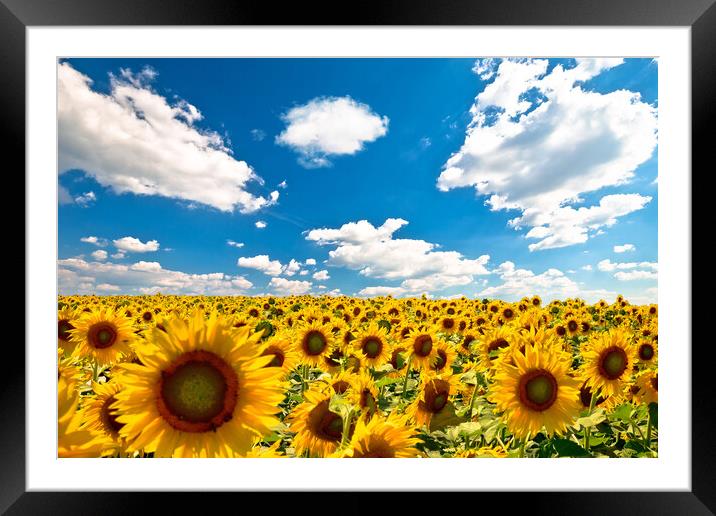 Agricultural landscape. Yellow endless sunflower field under blu Framed Mounted Print by Dalibor Brlek