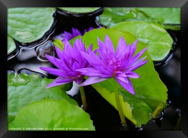 Purple Lotus Flowers Framed Print by Nathalie Hales