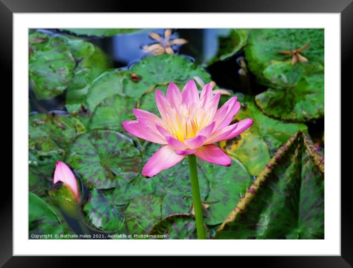 Pink Lotus Flower Framed Mounted Print by Nathalie Hales