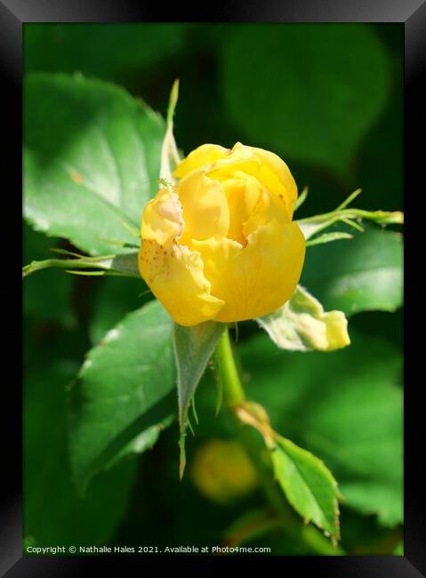 Yellow Rose Bud Framed Print by Nathalie Hales