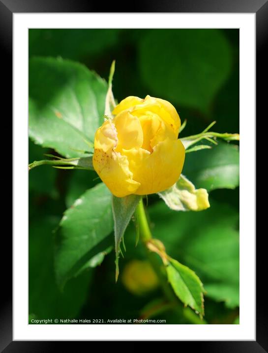 Yellow Rose Bud Framed Mounted Print by Nathalie Hales