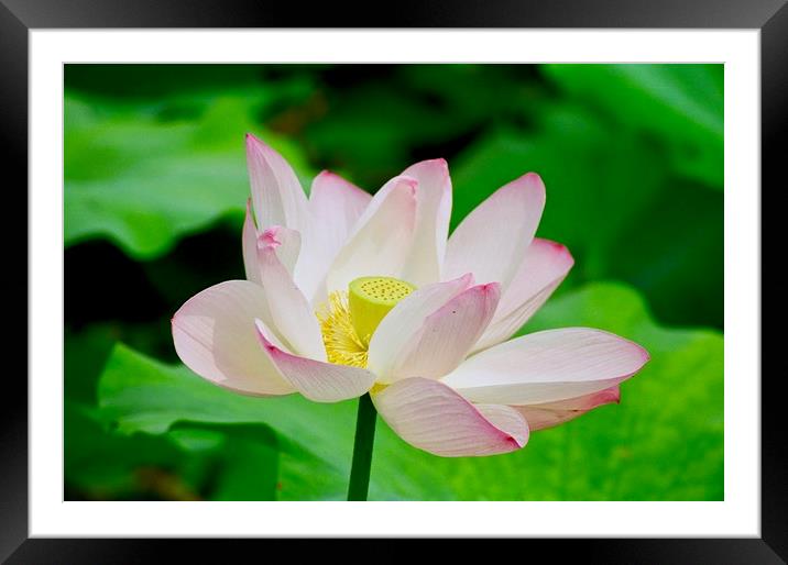Lotus Flower at the Old Summer Palace Beijing Framed Mounted Print by Nathalie Hales
