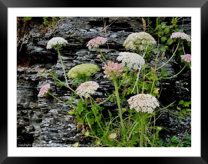 Wild flowers at Kimmeridge Framed Mounted Print by Nathalie Hales