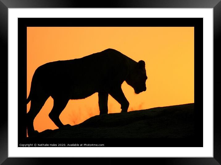 Silhouette of a Lioness Framed Mounted Print by Nathalie Hales