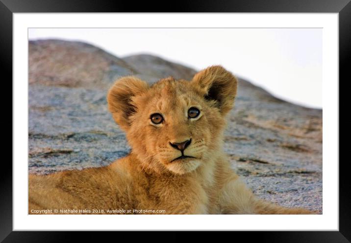 Lion Cub Framed Mounted Print by Nathalie Hales