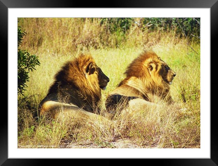 Two Male Lions chilling in the sun Framed Mounted Print by Nathalie Hales