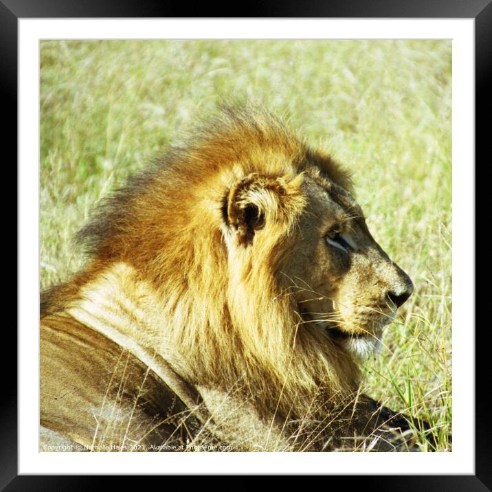 A male lion basking in the sun Framed Mounted Print by Nathalie Hales