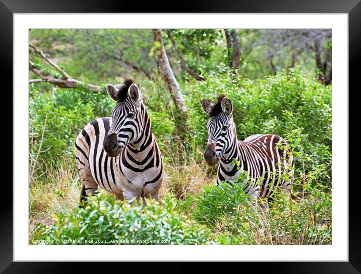 Zebras in the Bush Framed Mounted Print by Nathalie Hales