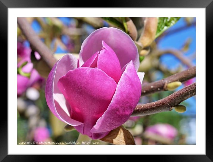 Magnolia Flower Framed Mounted Print by Nathalie Hales