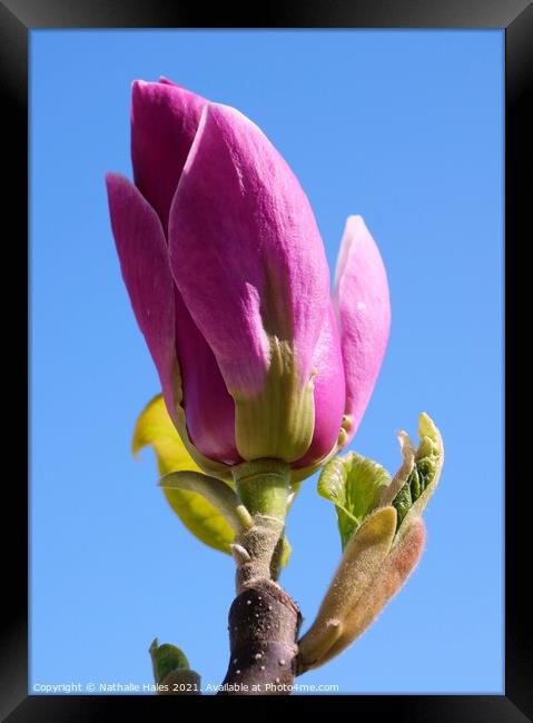 Pink Magnolia Bud in the Spring Sun Framed Print by Nathalie Hales