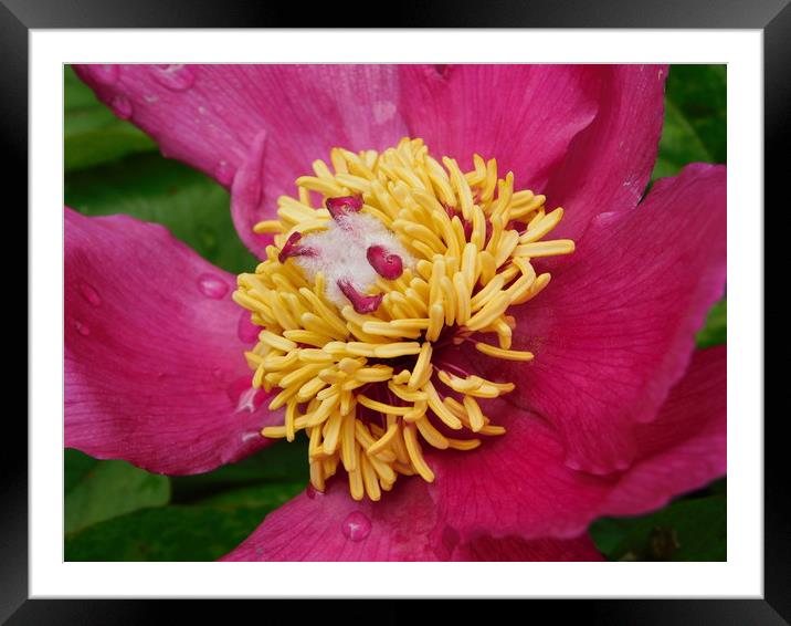           Looking pretty in pink Framed Mounted Print by Leasa Lambert